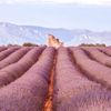 Levandulová pole v Provence, Jižní Francie