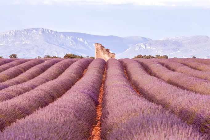 Levandulová pole v Provence, Jižní Francie