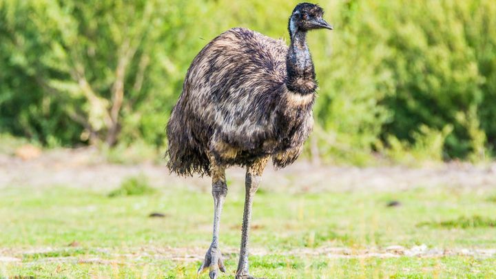 V národním parku České Švýcarsko pobíhal emu. Nechali bychom ho tu žít, říká mluvčí; Zdroj foto: Shutterstock.com