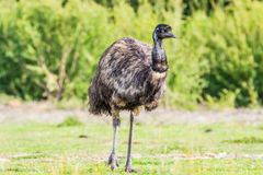 V národním parku České Švýcarsko pobíhal emu. Nechali bychom ho tu žít, říká mluvčí