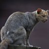 Puma jaguarundi