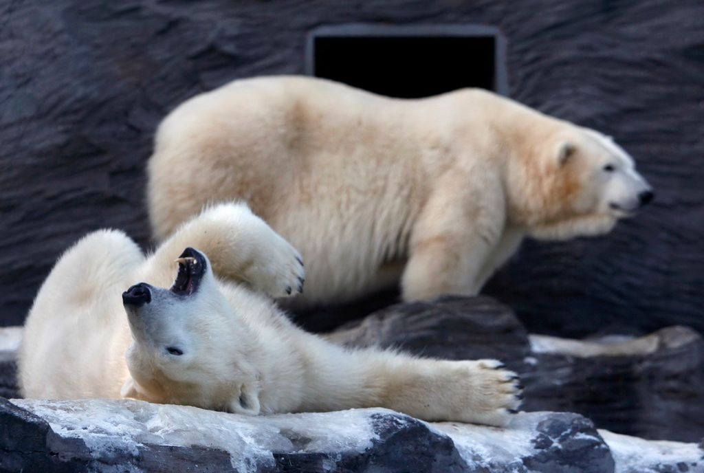 Zvířata v zoo - lední medvědi
