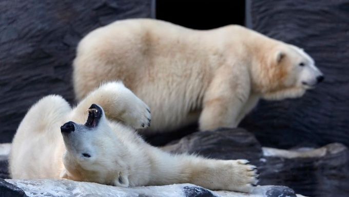 Odpočinek je důležitou součástí života ledních medvědů...nejen v Zoo Praha.