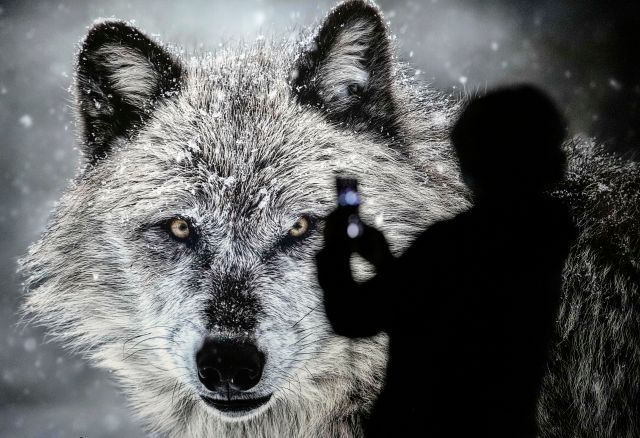 Vlk příroda biodiverzita