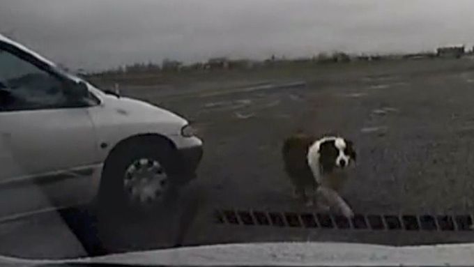 Agresivní pes pokousal své majitele. Ti se před zvířetem zamkli v autě a zavolali pomoc.