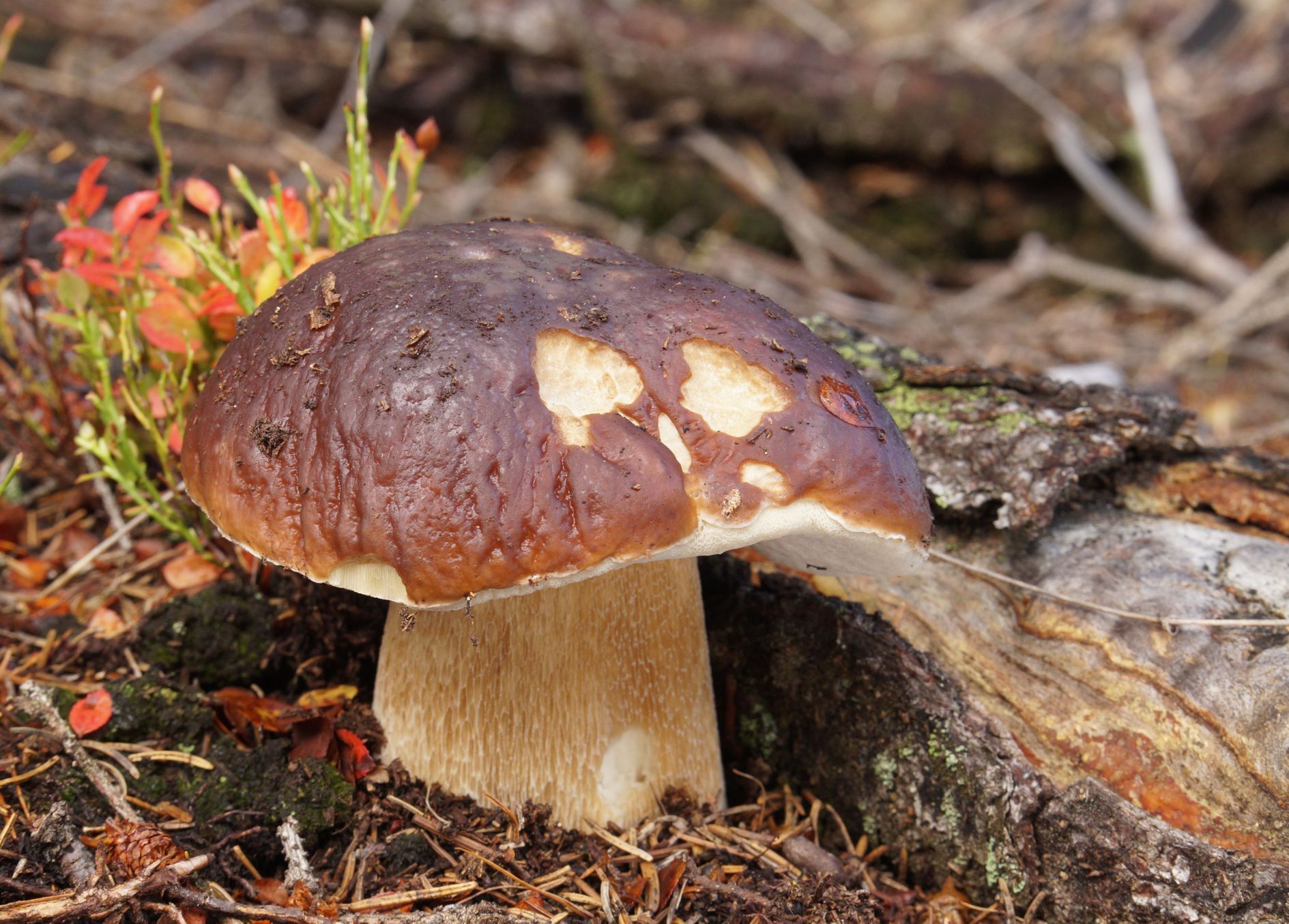 NEPOUŽÍVAT !!! Fotosoutěž houby 2017