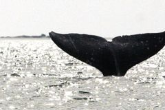 Velryb v mořích přibývá. Lovit se ale stejně nebudou