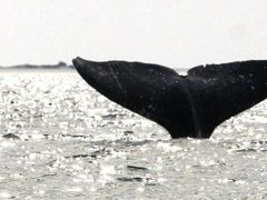 Velryby v laguně Baja California mávaly svými obrovitými ocasními ploutvemi nad hladinou v rituálech námluv.