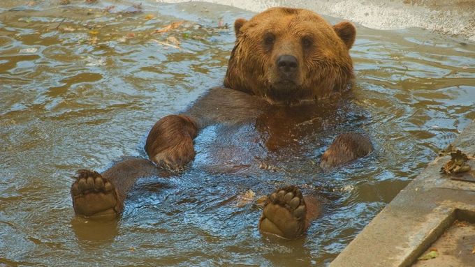 Medvěd Vojta v bazénku.