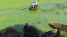 Farmers row a boat in Chaohu Lake, covered by algae blooms near Yicheng township in Hefei in central China's Anhui province Tuesday June 4, 2013. Local government is planning a canal to divert water from Yangtze River to the heavily-polluted Chaohu Lake.