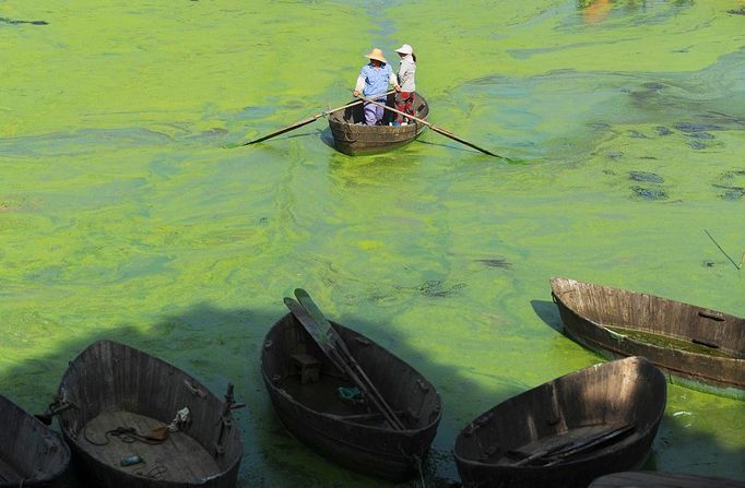 Farmers row a boat in Chaohu Lake, covered by algae blooms near Yicheng township in Hefei in central China's Anhui province Tuesday June 4, 2013. Local government is planning a canal to divert water from Yangtze River to the heavily-polluted Chaohu Lake.