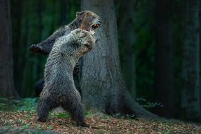 Známe nejlepší české fotky přírody. Zvítězil snímek medvědice bránící mladé