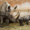 Nové mládě nosorožce v ZOO Dvůr Králové