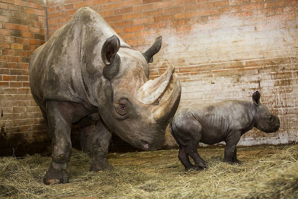 Nové mládě nosorožce v ZOO Dvůr Králové