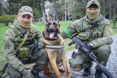 Ruský válečný pes přešel k protistraně. Hledá nevybuchlé miny a učí se ukrajinsky