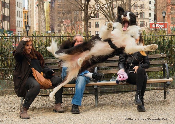 Fotografie ze soutěže Comedy Pet Photograhy Awards (vítězové tří posledních ročníků)