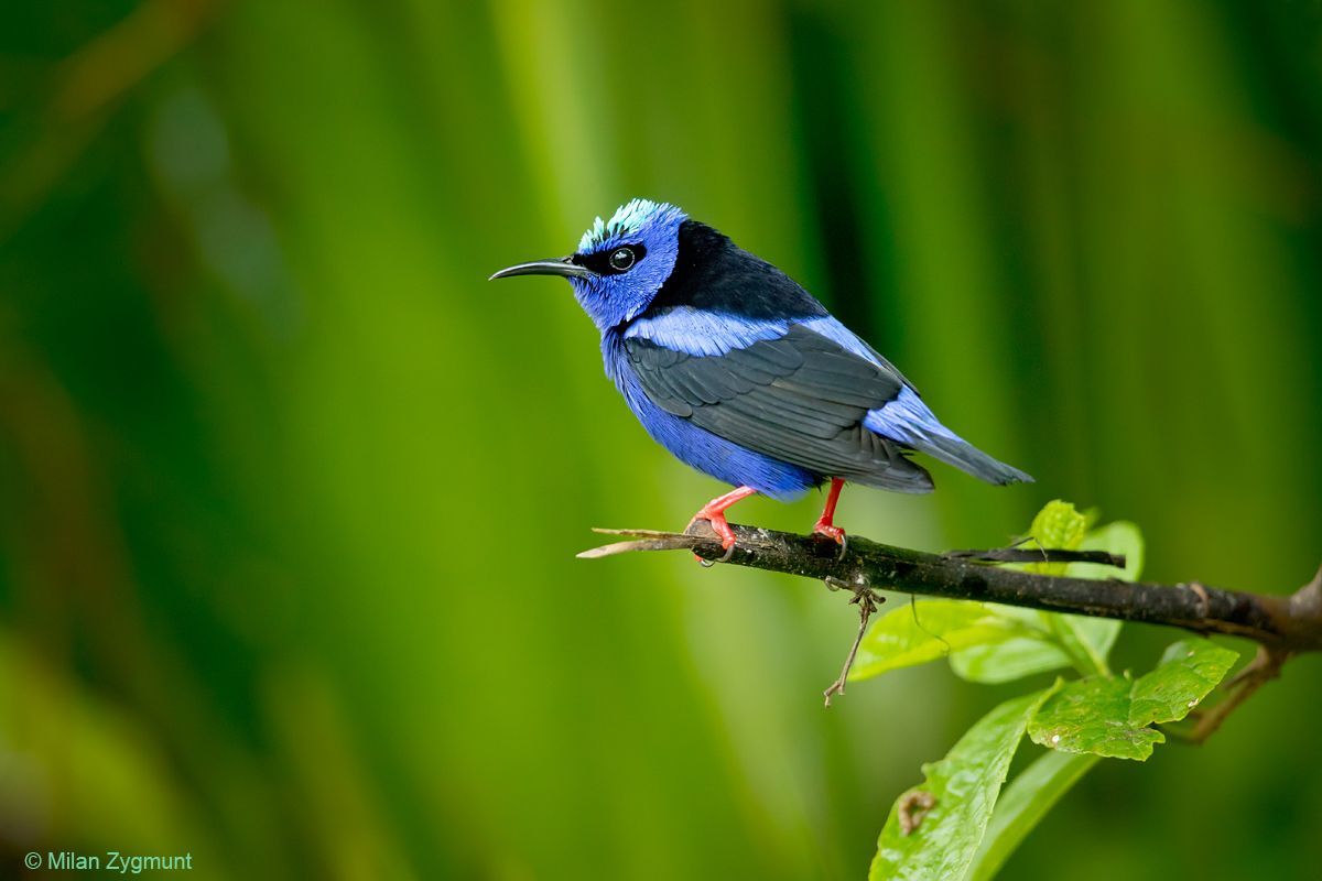 Milan Zygmunt: Kostarika