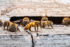 Včely útočí. Ve Francii pobodaly během půl hodiny 24 lidí, tři jsou v kritickém stavu