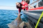 Švédská rybářka ulovila gigantického halibuta. Ryba měřila přes dva metry