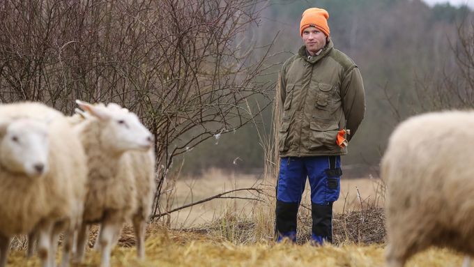 Jak se pasou kozy a ovce v Praze?