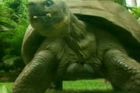 Nejstarší želva na světě slavila