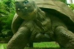 Video: Darwinova želva se dožila 175 let