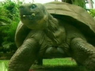 Nejstarší želva na světě slavila