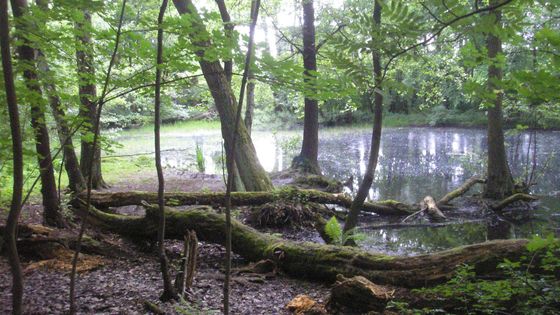 Foto: Houba k nezaplacení. Zachrání nás od sucha i od záplav, přesto se mokřadů zbavujeme