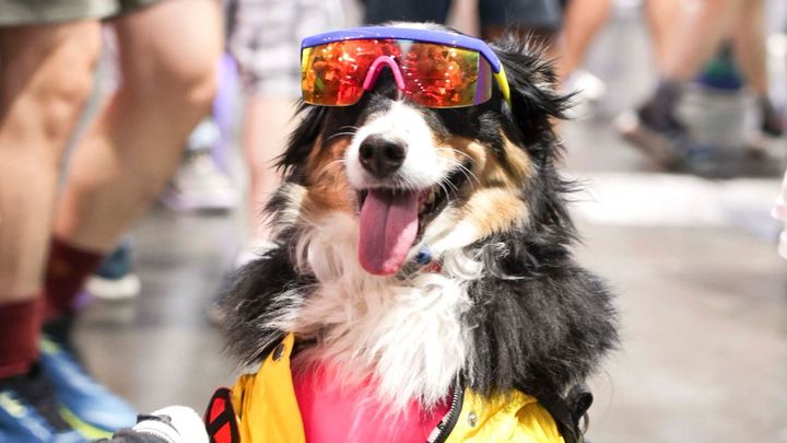 Fantazie bez hranic: Comic-Con 2025 ovládl San Diego, kostýmy vynesli i psi