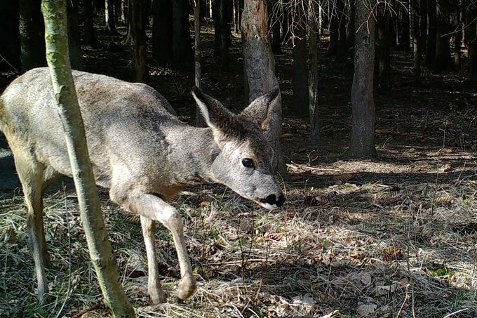 Srna ve dne. Záběr z fotopasti instalované na území CHKO - Jizerské hory