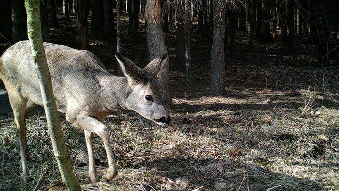 Srna ve dne. Záběr z fotopasti instalované na území CHKO - Jizerské hory