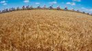 Peloton na dvanácté etapě Tour de France.