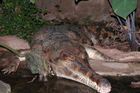 V Číně zachránili před pašeráky tisíce krokodýlů