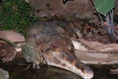 Zoo v Protivíně má nejvíce druhů krokodýlů v Evropě