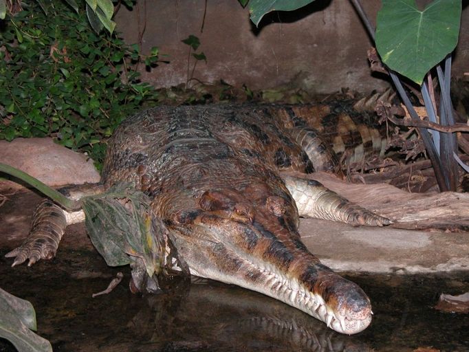 Největší krokodýl v českých zoo se jmenuje Kraken a najdete ho v zoo ve Dvoře Králové. Počátkem roku 1989 zorganizovala ZOO Dvůr Králové zajímavou výměnu zvířat. Ze Dvora byl odeslán mladý hřebec zebry Grévyho do dalekého Singapuru a z místní zoologické zahrady přišlo 5 malých krokodýlů. V té době se jim česky říkalo gaviál sundský, vědecky Tomistoma schlegelii. Krokodýlci měřili kolem 30 cm a vážili asi 100 gramů každý. Ihned po příchodu byli umístěni do plastové nádrže v kanceláři dnešního vedoucího zoologa. Zprvu byli velmi plaší, ale to mláďata krokodýlů bývají. Potravu, malé ryby, lovili jen v noci. Postupně byli odvážnější a občas si některý vzal nabízené sousto z pinzety. Následující rok, kdy měřili kolem poloviny metru, byli přestěhováni do pavilonu. Postupně rostli a byla jim přidělována patřičně větší a větší terária. Nejvíce rostl jeden jedinec, později určený jako samec, pojmenovaný Kraken. Za devět let od příjezdu měřil 212 cm a vážil již 28 kg. Za 9 let života se jeho délka zvětšila 7 krát a hmotnost 280 krát. Krokodýli, kterým se mezitím změnilo české pojmenování na tomistoma úzkohlavá, začali přerůstat možnosti terárií v pavilonu. Část jich byla umístěna v jiných zoo a ve Dvoře Králové zůstal jeden pár, samec Kraken a samice Penelopa.  Zároveň v roce 1999 proběhla rekonstrukce celého pavilonu, největší prostor dostal právě Kraken a jeho družka. Terárium má plochu jako solidní byt - 100 m čtverečních a je vybaveno dvěma bazény. Jak každý plaz i tomistomy dále rostly. Kraken do dnešní doby dorostl do délky asi 4 m (přesné měření je problematické) a jeho hmotnost odhadujeme na 350 kg, je tak největším krokodýlem chovaným v ČR. Penelope, jak už to u samic tomistom bývá, je podstatně menší. Měří 250 cm a váží asi 100 kg. Již pět let po sobě snáší samice pravidelně na jaře snůšku vajíček, která však dosud nikdy nebyla oplozena. Odborníci soudí a příklady z jiných zoo to potvrzují, že Kraken je dosud příliš mlád na to, aby mohl zplodit potomky. Letos v září uplyne 23 let o příchodu Krakena do ZOO Dvůr Králové. Žádný dlouhý čas. Krokodýli jsou dlouhověká zvířata. Nezbývá než čekat. Kraken bude dále konzumovat své příděly ryb , králíků a slepic. Zcela určitě ještě poroste a jednou, možná za 10 nebo 20 let, se dočká on i my malých tomistom. Moc mu to všichni přejeme a těšíme se!!