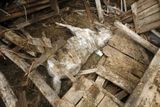 Mrtvý kůň v rozbořené maštali; Lafayette, Tennessee