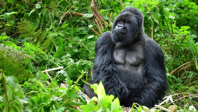 Stříbrohřbetá gorila horská ve Rwandě - ilustrační foto.