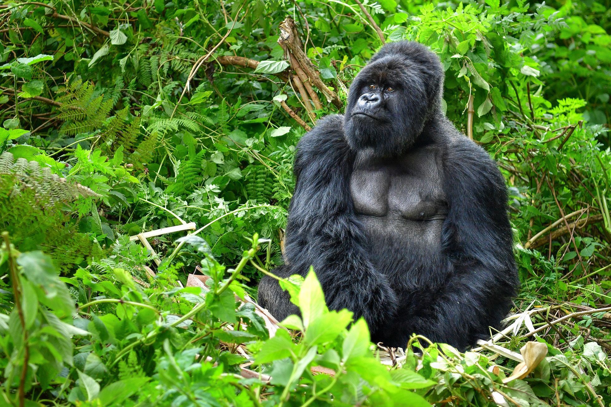 Stříbrohřbetá gorila horská ve Rwandě.