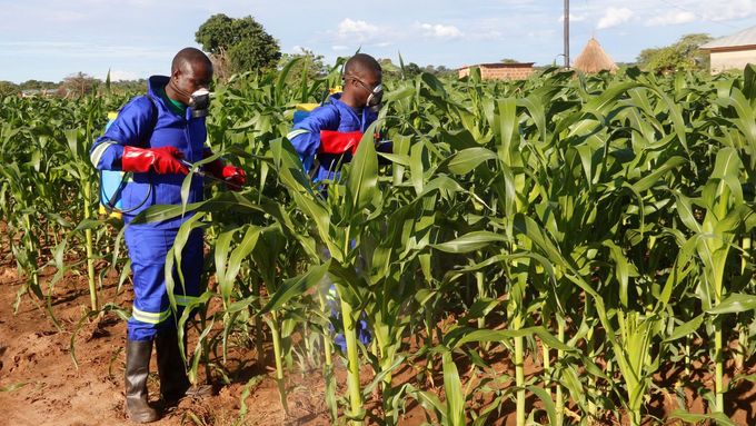 Farmáři v Zambii ošetřují kukuřici napadenou housenkami blýskavky kukuřičné.