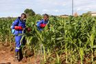 Kukuřice napadená blýskavkou kukuřičnou v Zambii