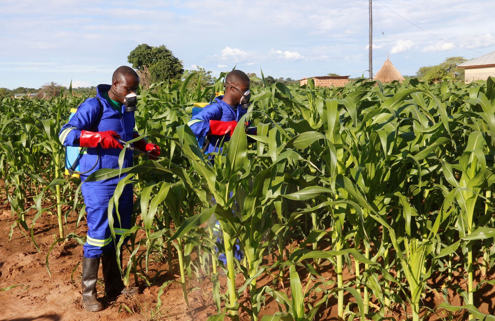 Kukuřice napadená blýskavkou kukuřičnou v Zambii