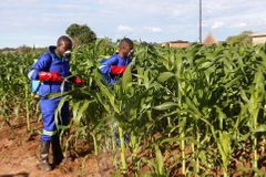 Africký ničitel "vyžírá" kukuřičná pole. Na jihovýchodě černého kontinentu může napáchat obří škody