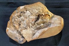 Vědci objevili nejstarší srdce. Fosilie stará 380 milionů let vysvětluje naši evoluci