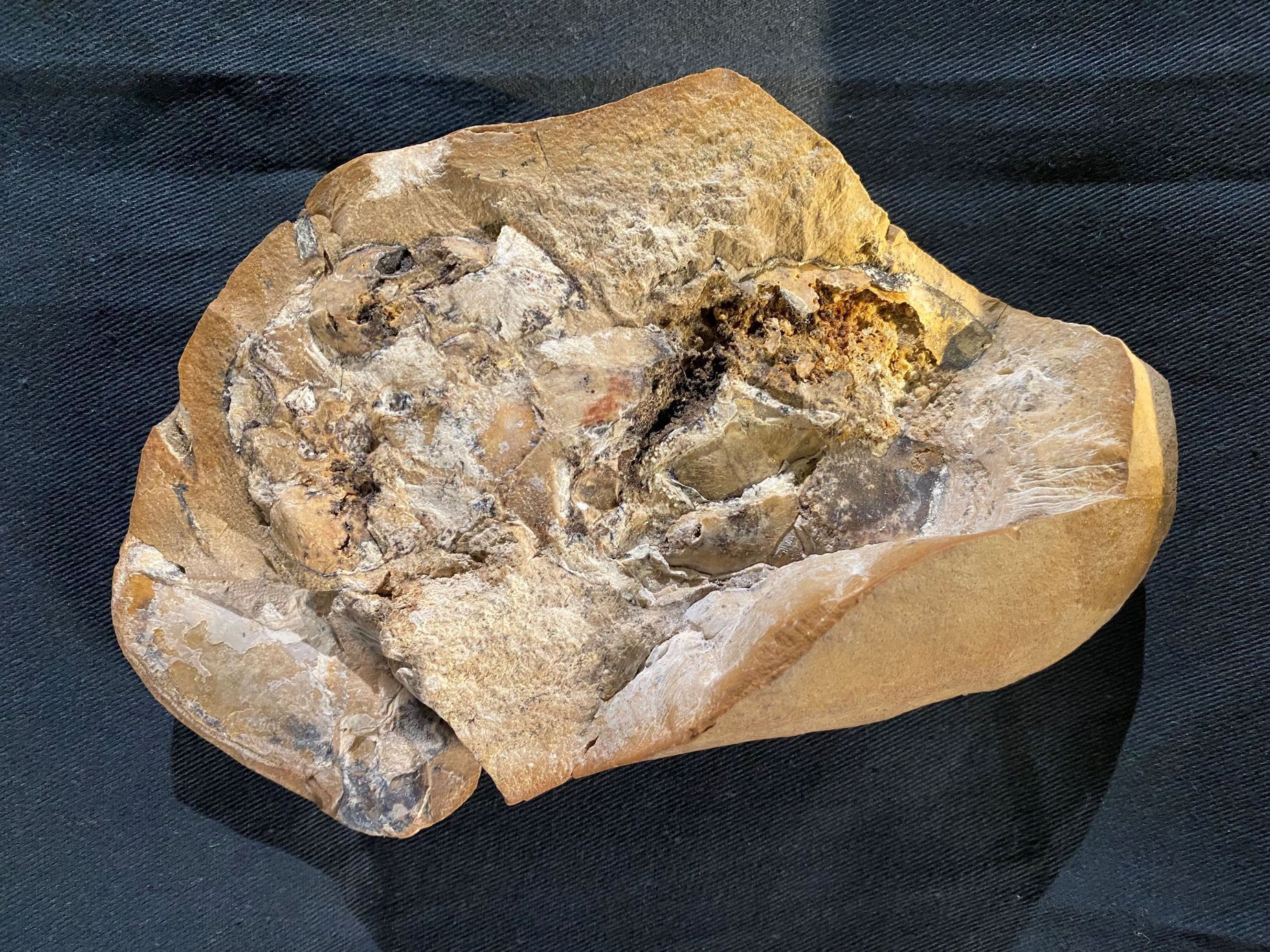 ryba gogo fosilie vápenec