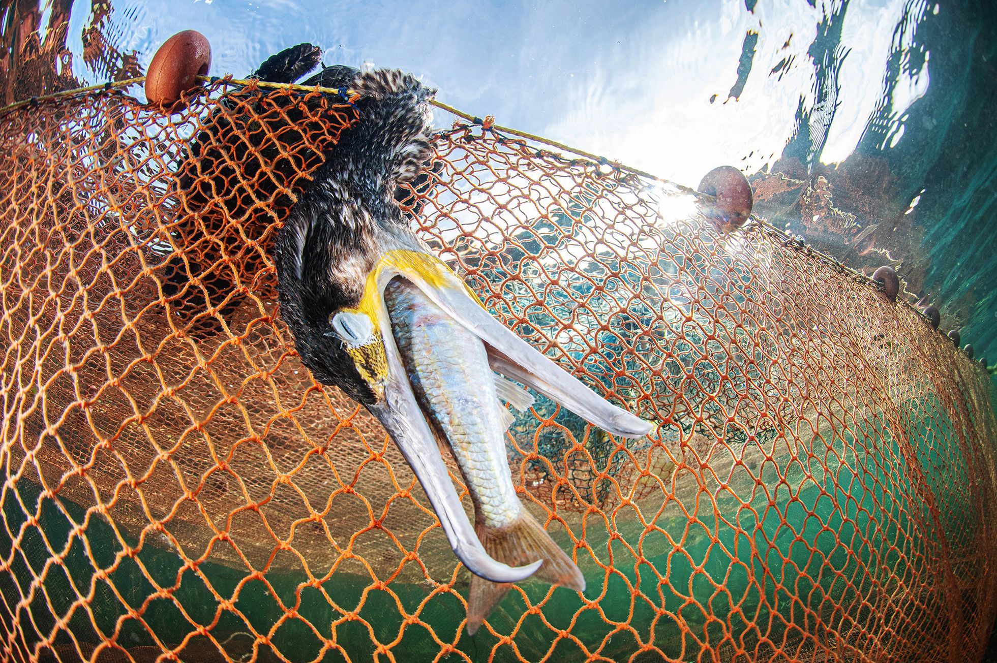Vítězové soutěže Underwater Photographer of the Year 2024