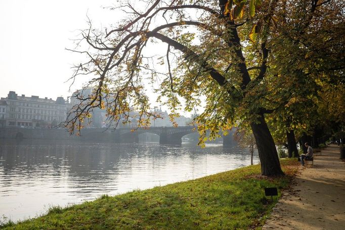 Alej stromů na Střeleckém ostrově v Praze. Záběr z roku 20014