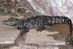 Chovateli v Ostravě utekl krokodýl, který dva dny nejedl, pátrá po něm policie