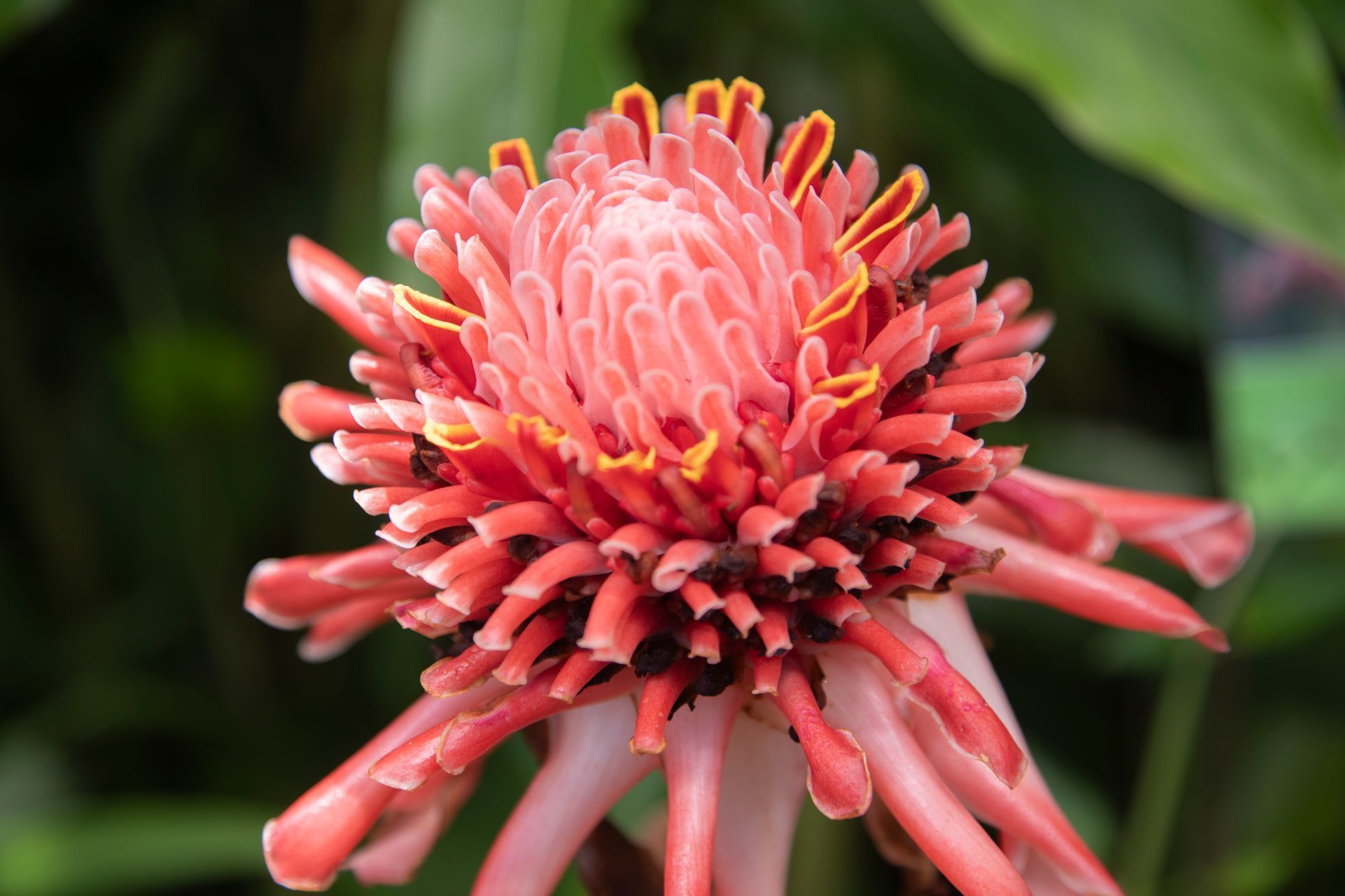 Botanická zahrada, fata morgana