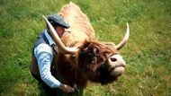 Arram, Británie: farmář James McCune pečuje o jednu ze svých skotských krav Highland na poli v Dumble Farm.