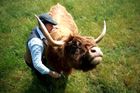 Arram, Británie: farmář James McCune pečuje o jednu ze svých skotských krav Highland na poli v Dumble Farm.